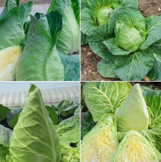 Hạt giống bắp cải xanh trái tim xanh-gói 30 hạt