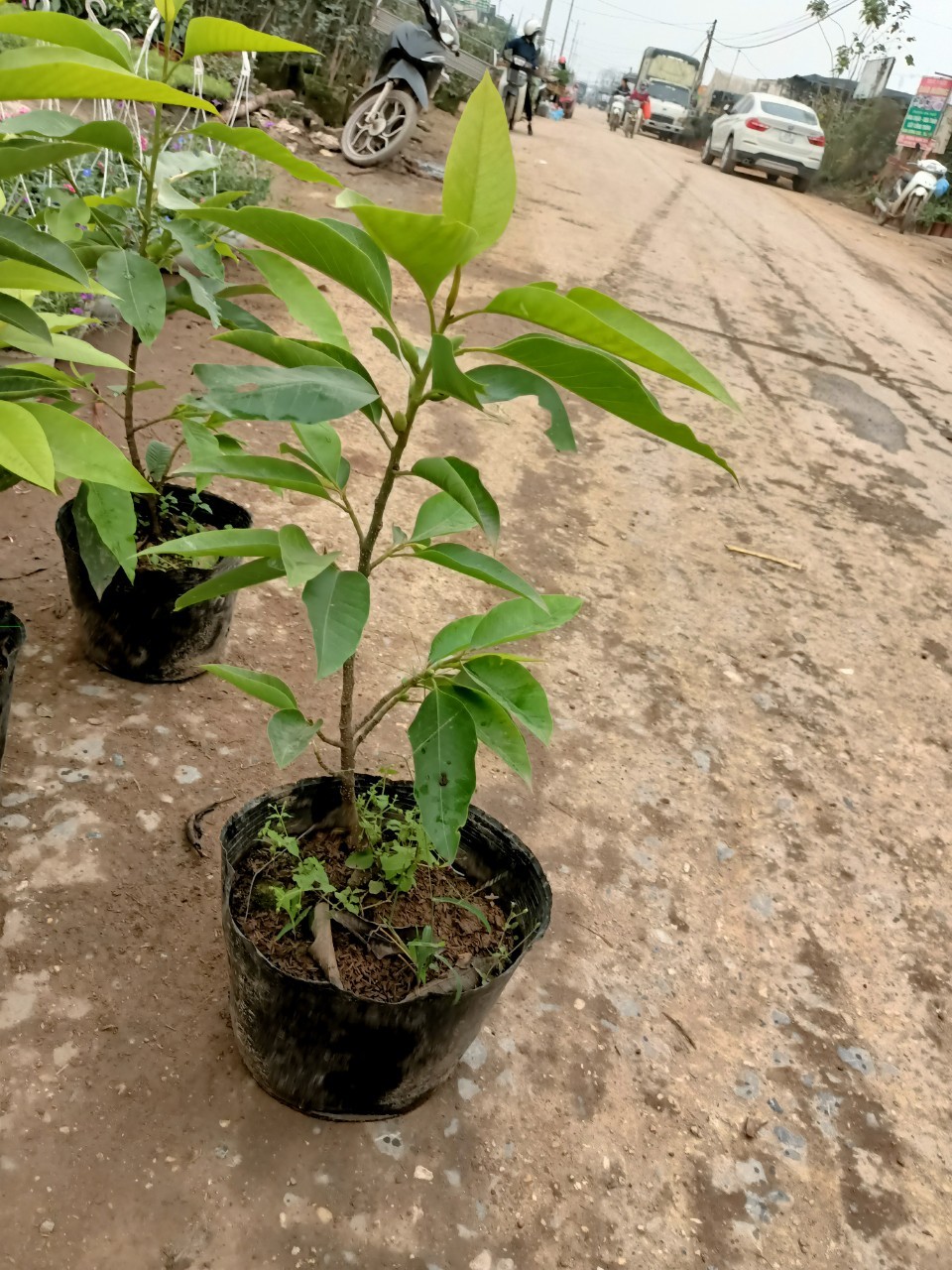 Cây hoa ngọc lan vàng-Nhà vườn Hula Trees