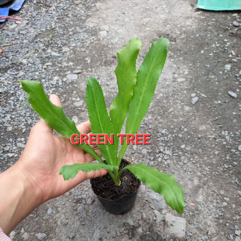 Cây giống ngò gai(mùi tây)