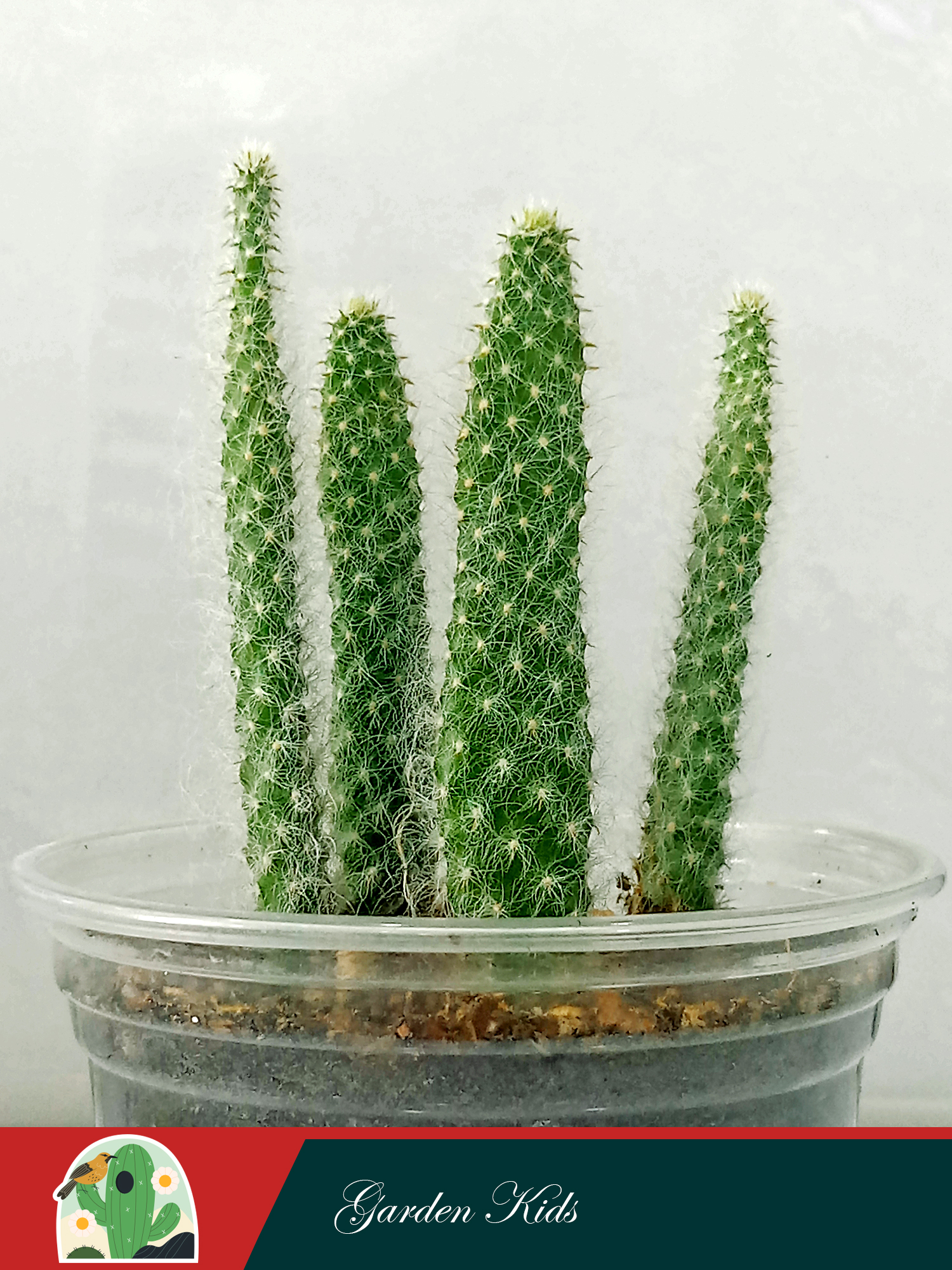 Xương rồng tai thỏ long xù (Engelmannii Var Beoskowitzii)