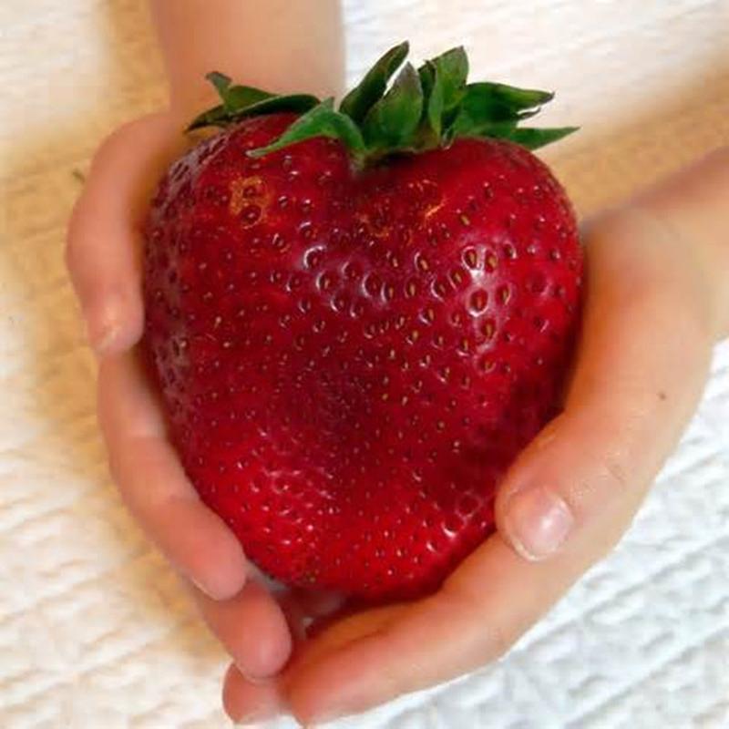 Giant strawberry seeds