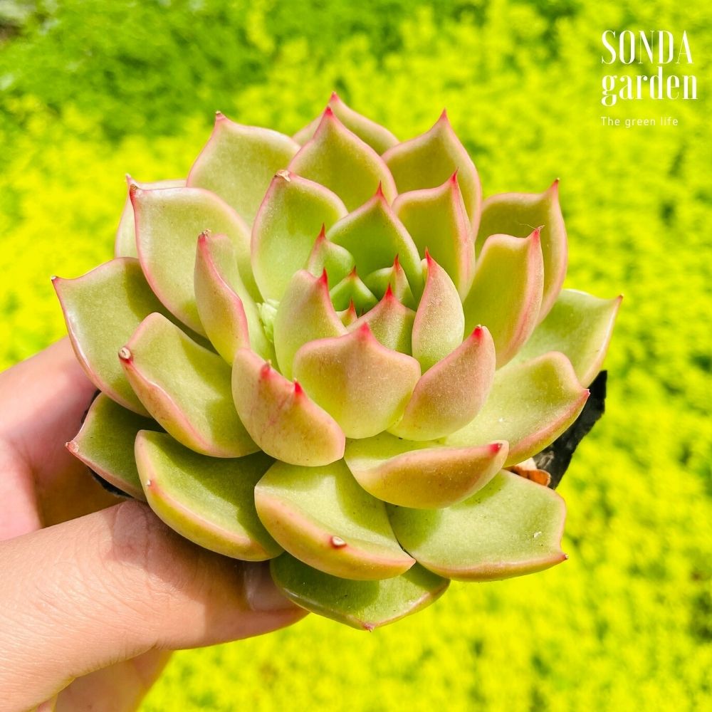 SEN ĐÁ ĐẾ VƯƠNG XÁM SIZE BÉ KHỎE ĐẸP LỖI 1 ĐỔI 1