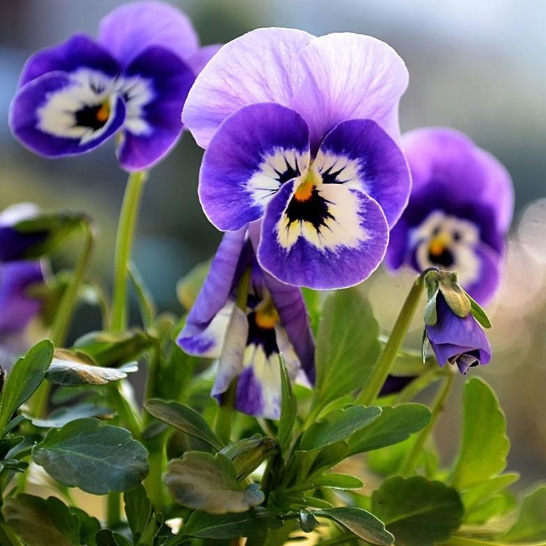 [Mới] - Hạt giống hoa viola