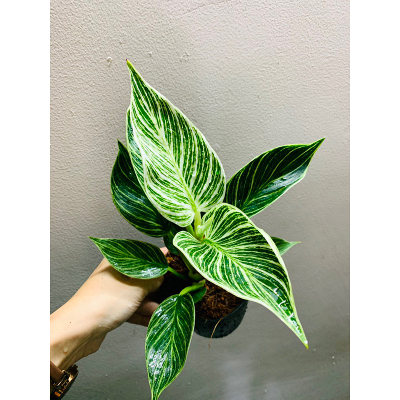Philodendron Birkin - Trầu bà đế vương kim cương