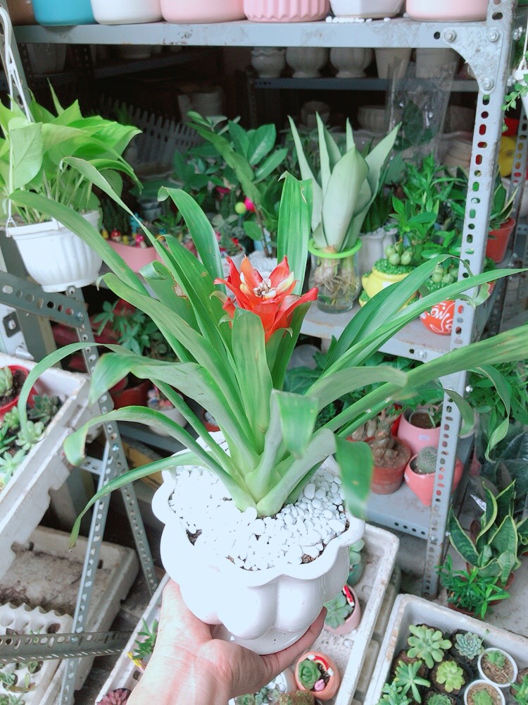 Chậu phong lộc hoa chậu sứ