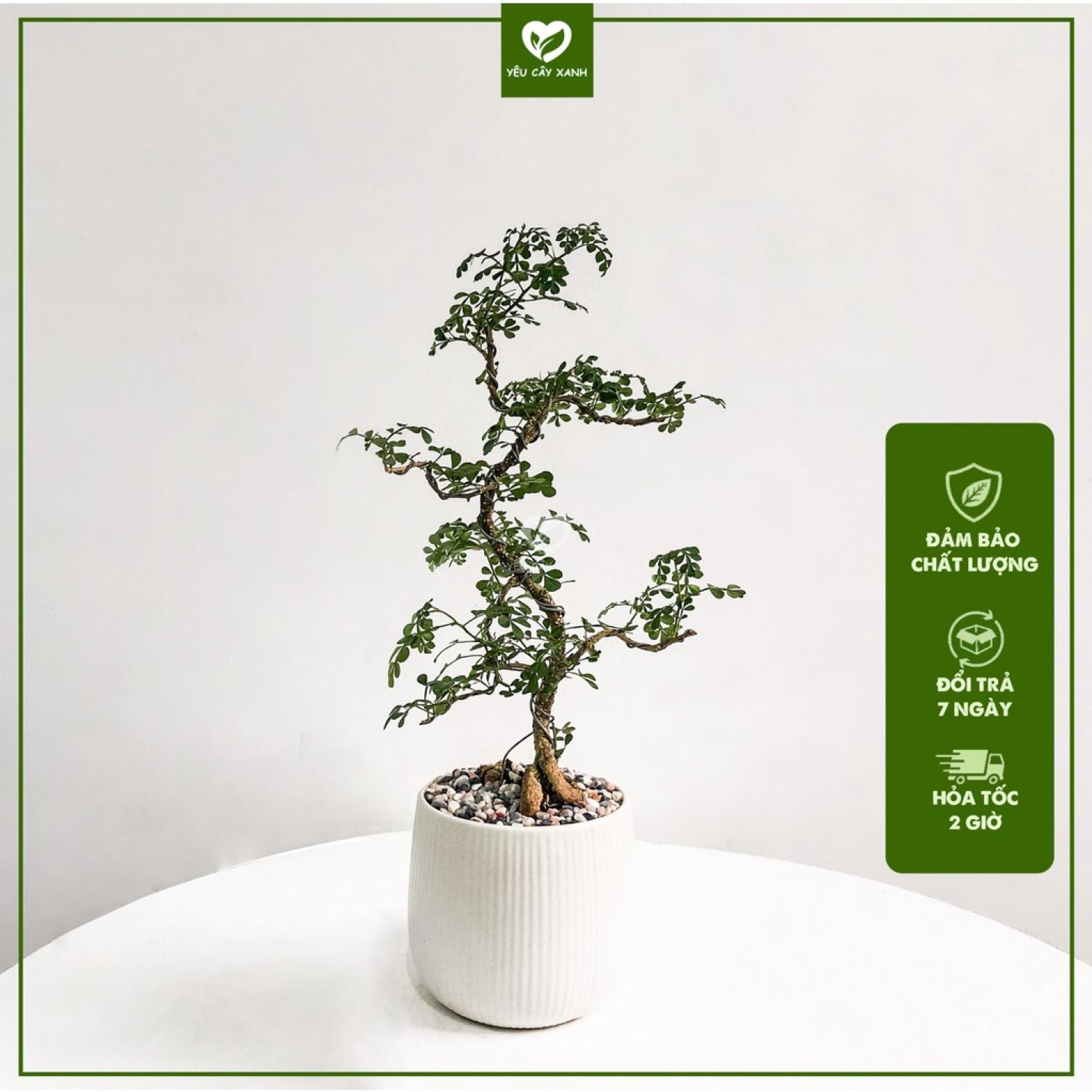 Cây Cần Thăng Bonsai mini để bàn