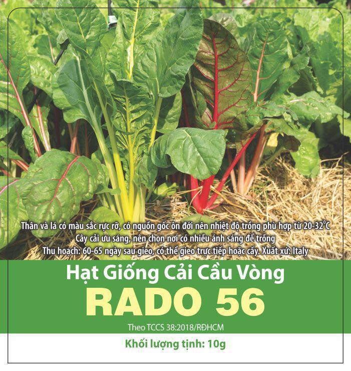 Hạt giống cải cầu vòng dễ trồng, giàu dinh dưỡng