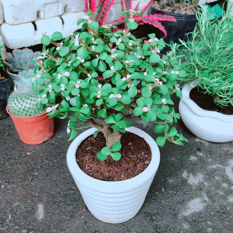 Chậu sen đá cổ thụ