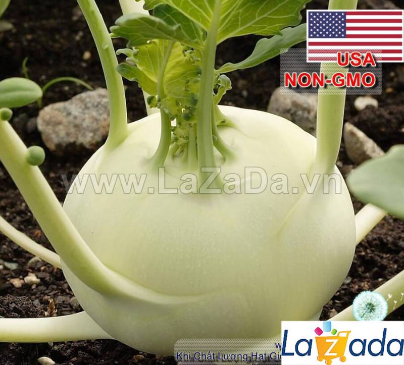 100GR 20K.HẠT Hạt Giống Su Hào Trắng USA (| B30*W31)