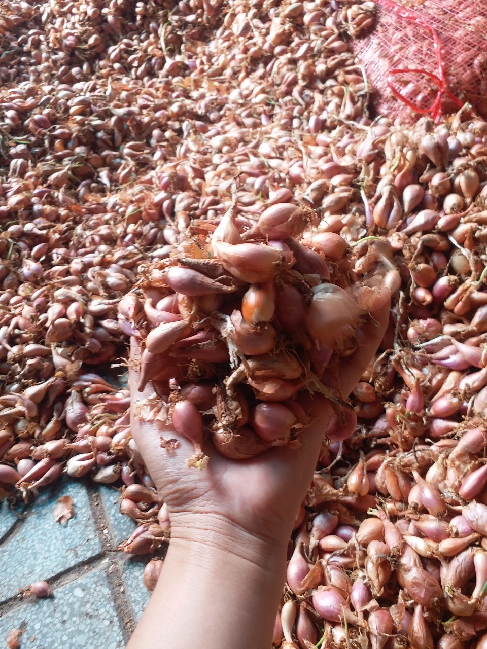 Hành lá -Củ hành giống ba chài Lâm Đồng (giá rẻ)