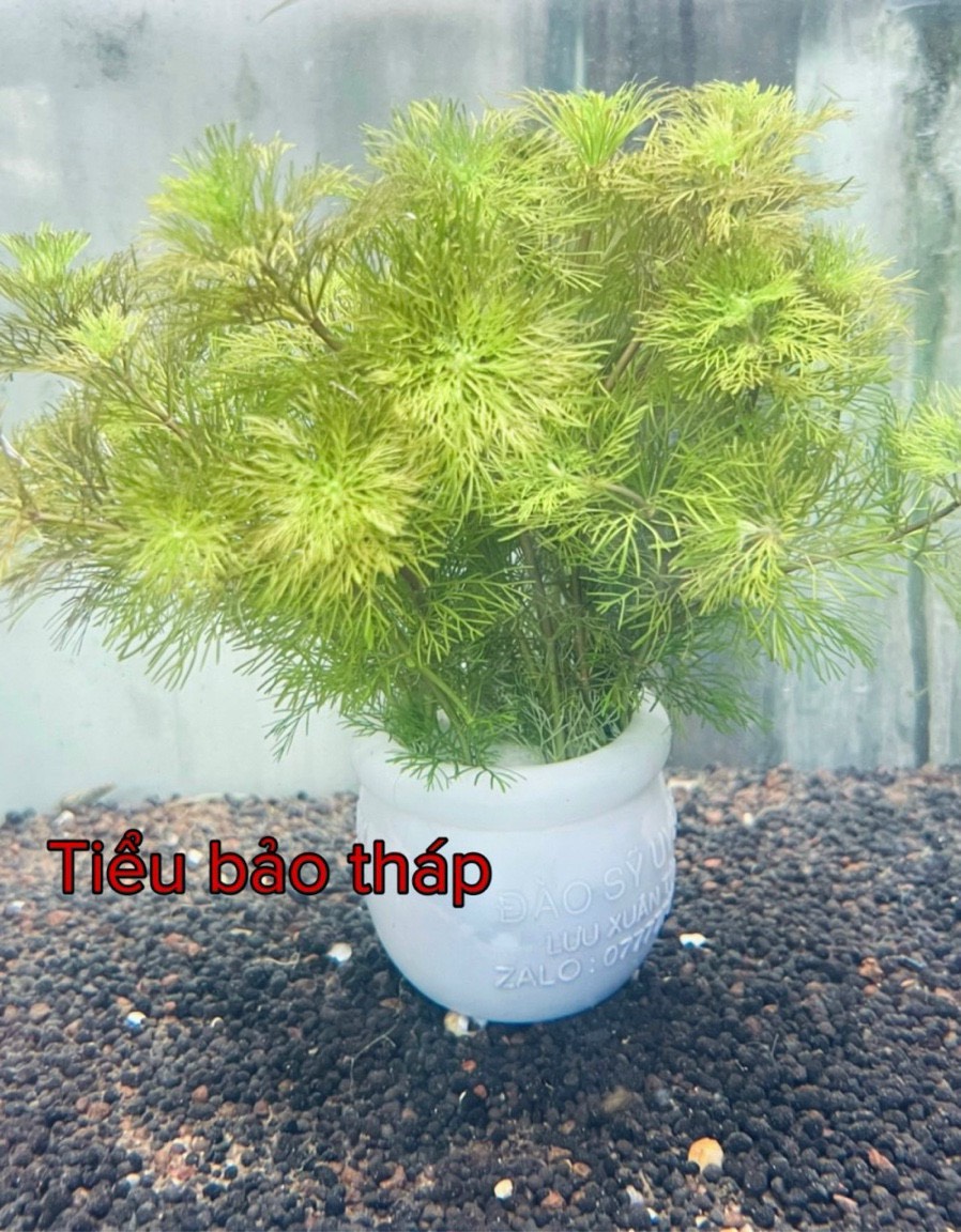 Tiểu bảo tháp, trầu thuỷ sinh, ráy nana, cây cắt cắm hồ cá, bể cá thuỷ sinh