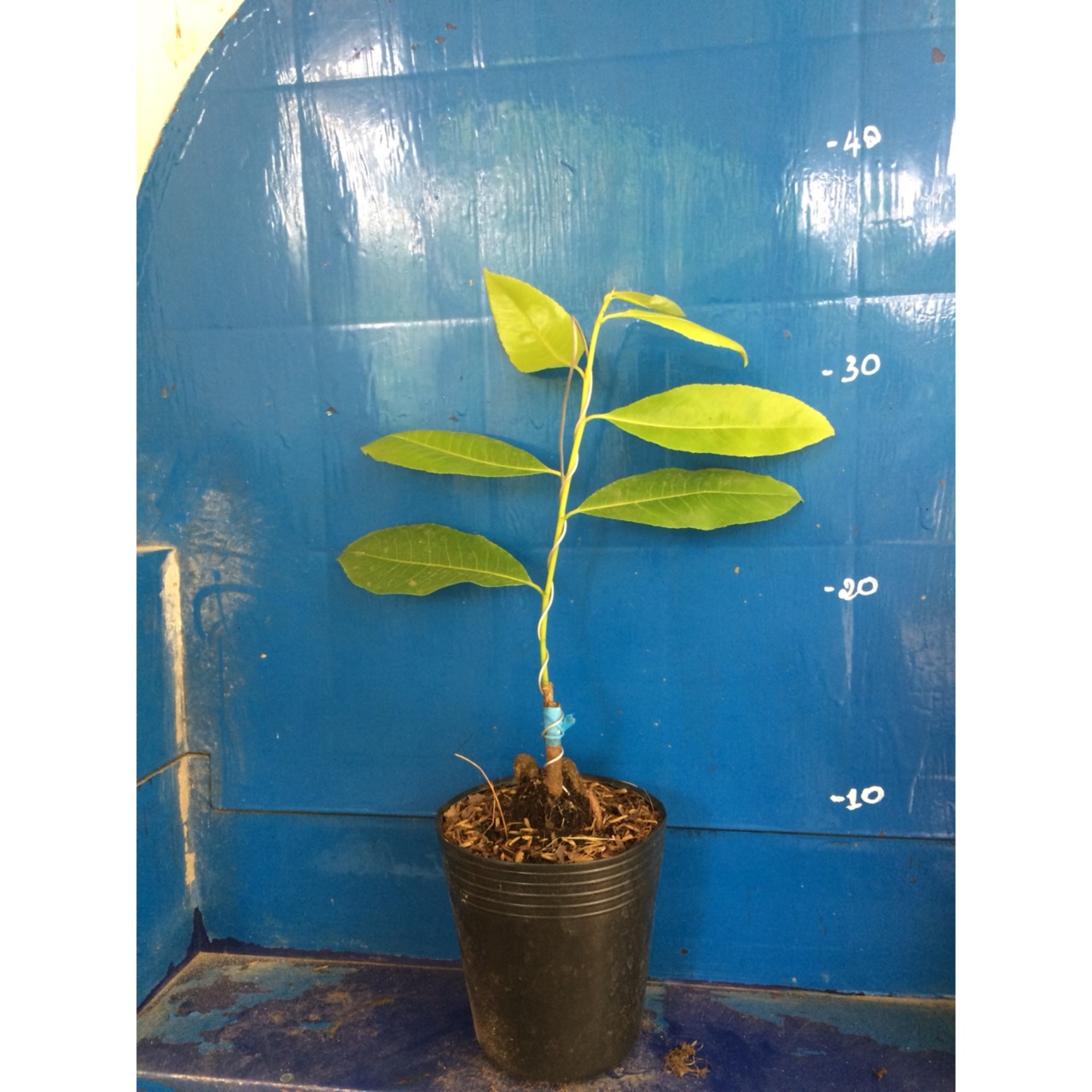 Mai Lá Ngọc Cành Vàng Mini