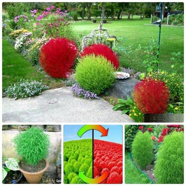 Gói 30 hạt cỏ đổi màu, tặng kích mầm