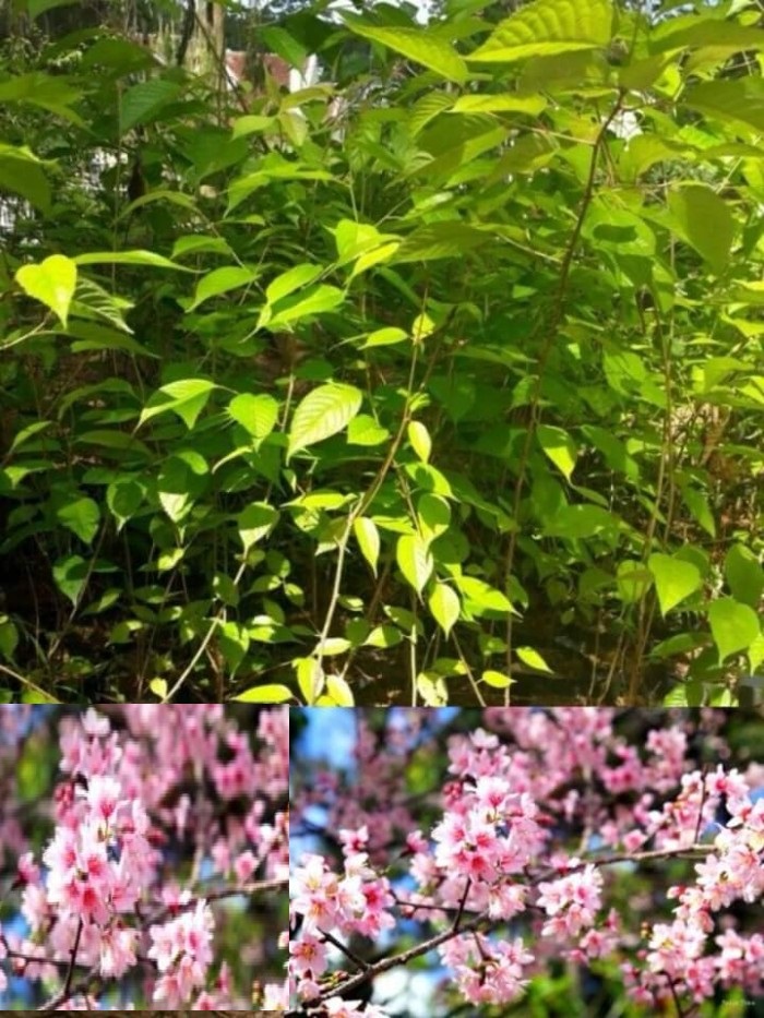 CÂY GIỐNG HOA ANH ĐÀO NHẬT BẢN