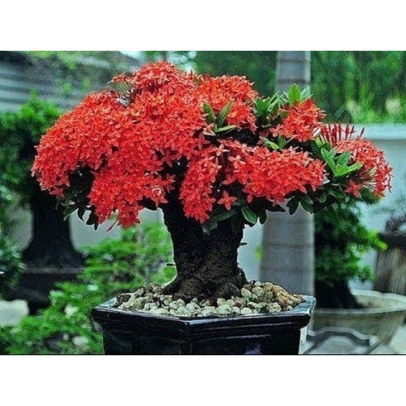 Cây giống bông trang (hoa mẫu đơn) sen đỏ