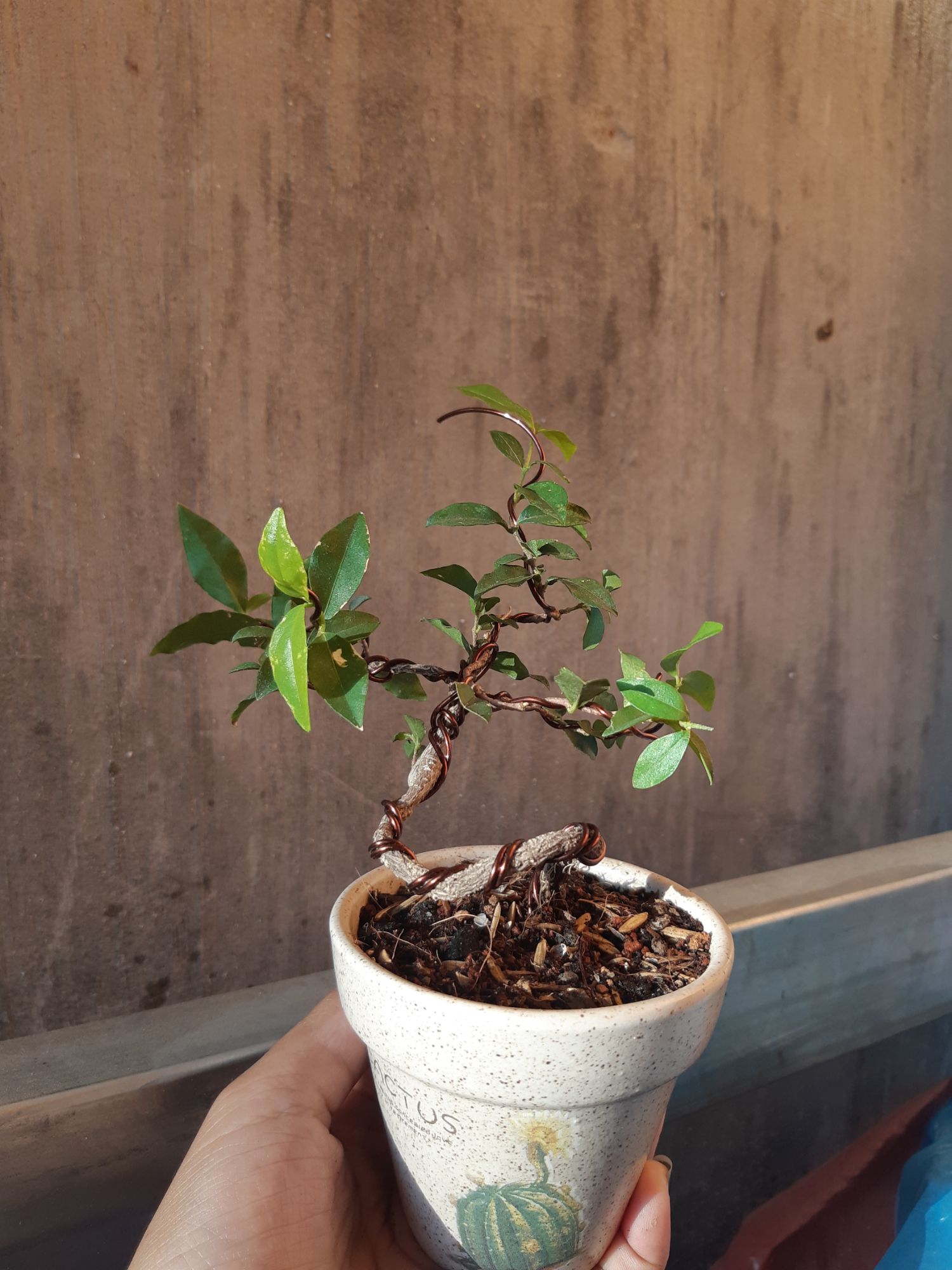 hồng ngọc mai bonsai siêu mini