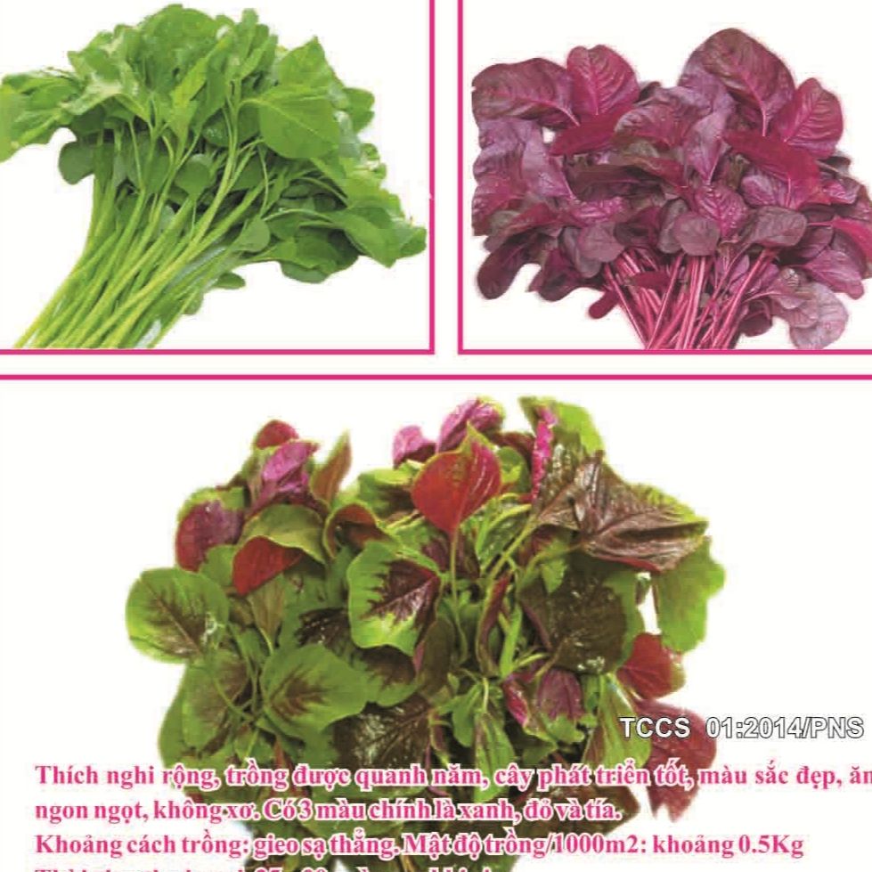 20g Hạt Giống Dền 3 Màu