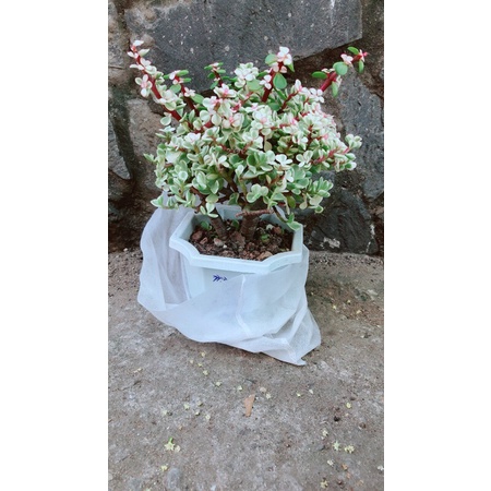 Cành Vàng Lá Ngọc Cổ Thụ