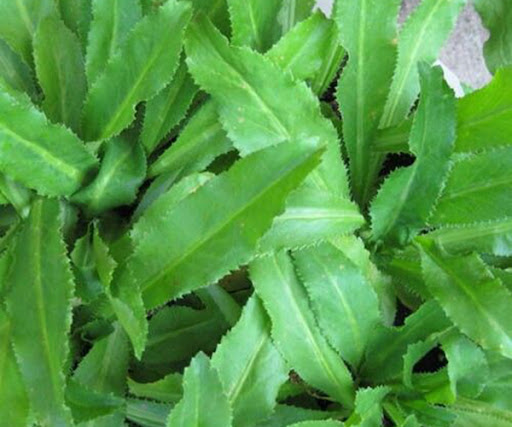 Hạt giống ngò gai (mùi tàu) 100gram.