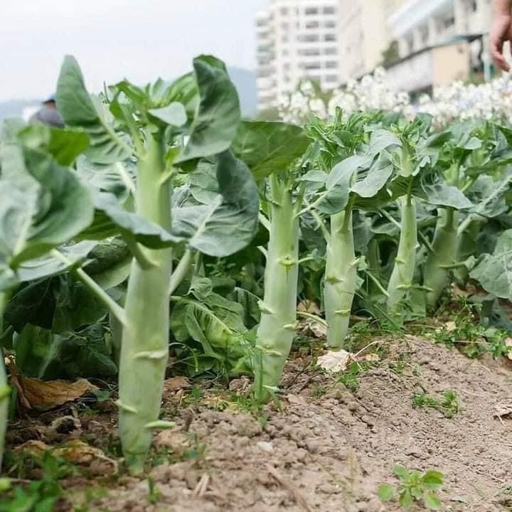Hạt giống cải rổ thân mập Thái Lan