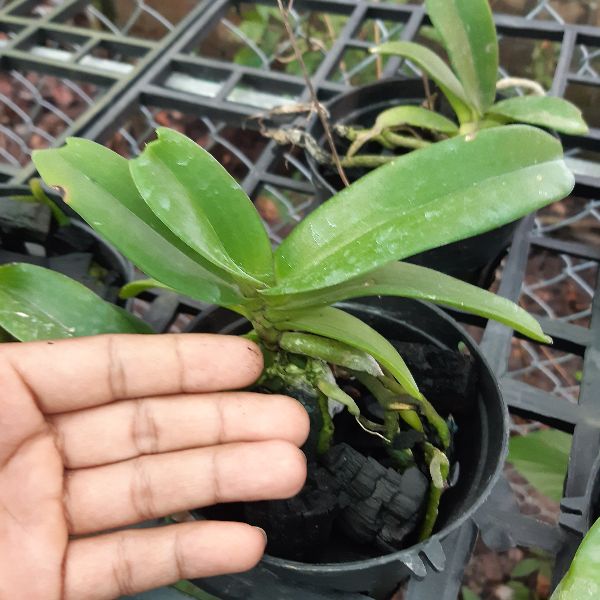 Hoa lan ngoc điểm lá mít size trung 1.5 năm tuổi