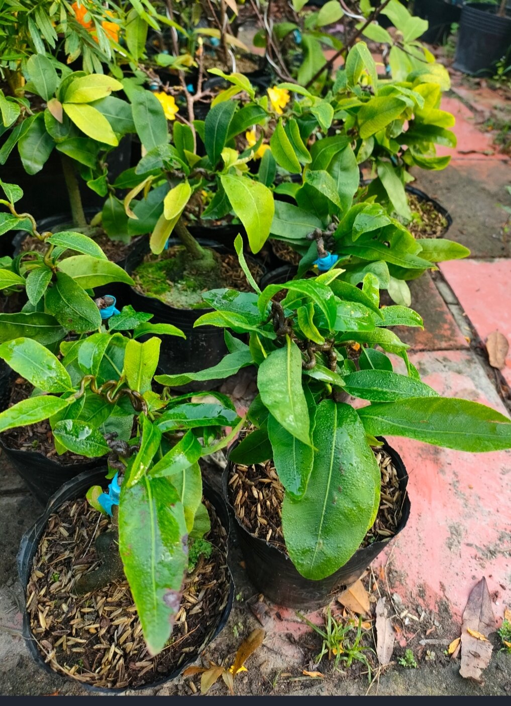Combo 2 cây mai tự xoắn ( mai tự quắn )