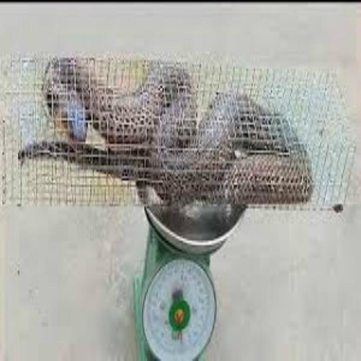 Mồi dụ rắn