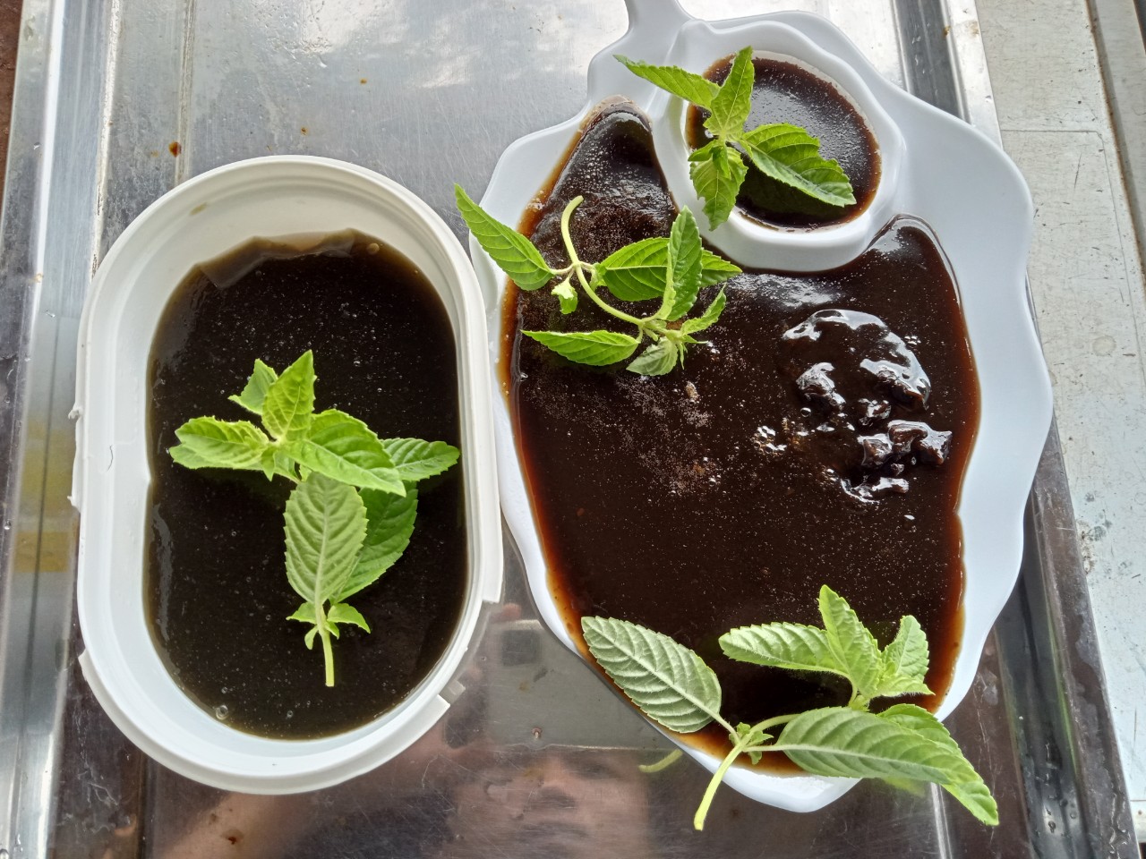 Cây sương sáo, làm thạch sương sáo, thạch đen