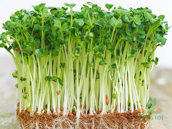 hạt giống mầm cải thìa (pak choy sprouts) CT539 - Gói 20gram