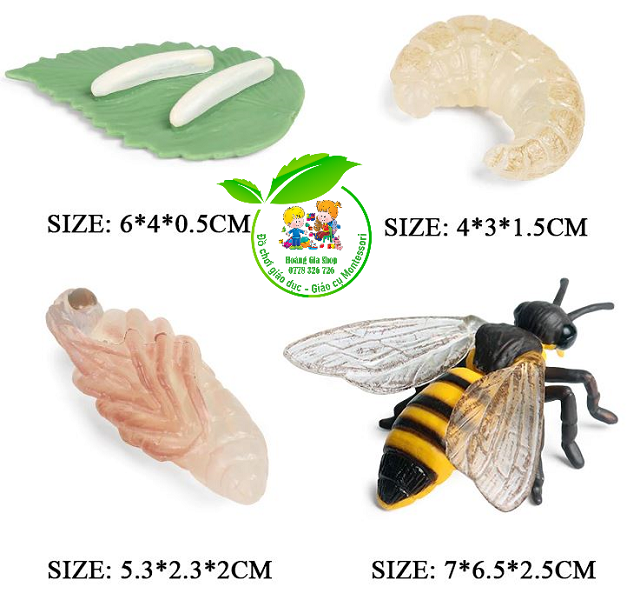 Mô hình vòng đời của Ong - Bee life Cycle