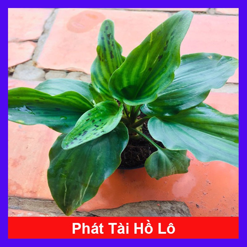 Cây phát tài hồ lô - cây cảnh để bàn phong thủy - cây cảnh mini - caykiengsadec