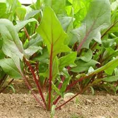 Hạt Giống Rau Cải Bó Xôi Đỏ . Túi 50 Hạt. Nhiều Dinh Dưỡng - Giá Khuyến Mại.