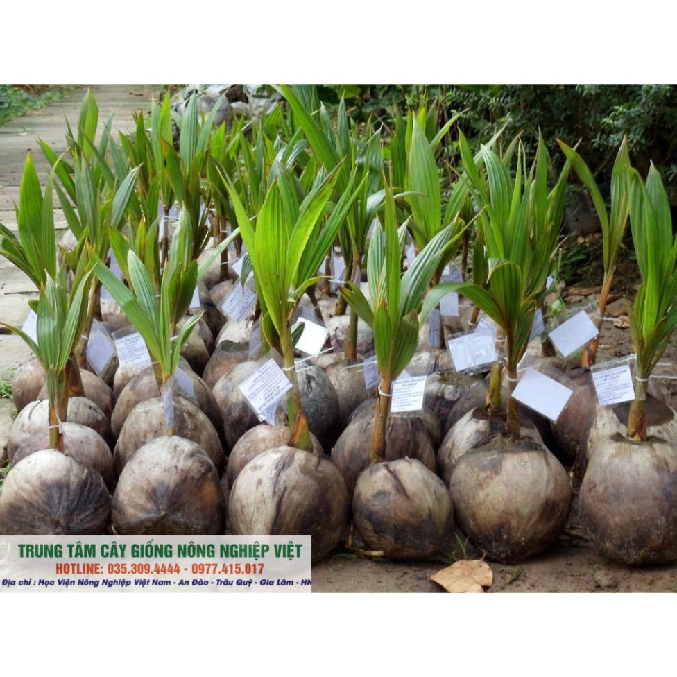Cây Giống Dừa Lửa Lùn