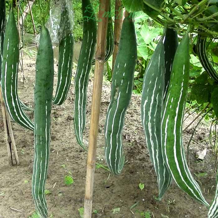 Hạt giống Khổ Qua Tây (Lặc Lầy, Lặc Lày,  Mướp nhật, Mướp rừng) - Gói 15 hạt