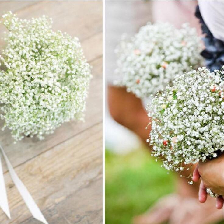Hạt giống hoa Baby trắng – Gói 100 Hạt