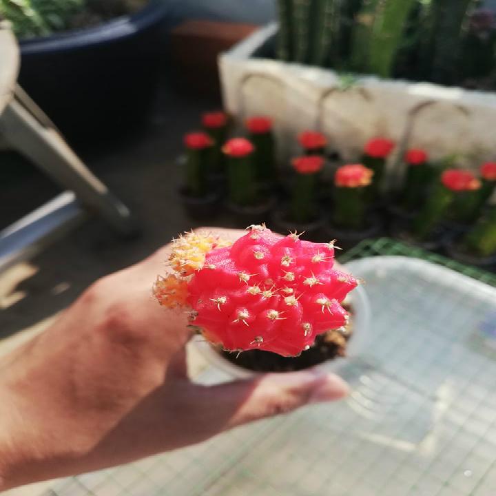 [HCM]Cây xương rồng tháp(màu đỏ)