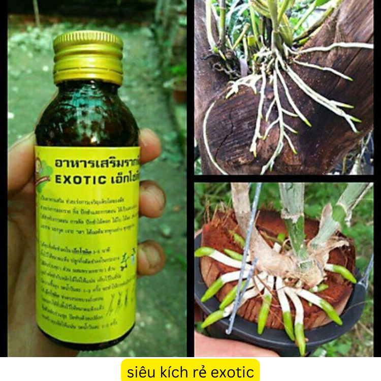 siêu Kích rễ Thái Lan EXOTIC(loại mới) cực mạnh mới lọ 100ml