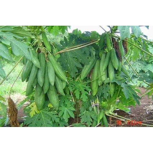 Đu đủ thái cây giống