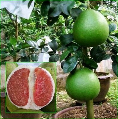 CÂY GIỐNG BƯỞI RUBY THÁI LAN + Tặng 2 Cây Quế Giống