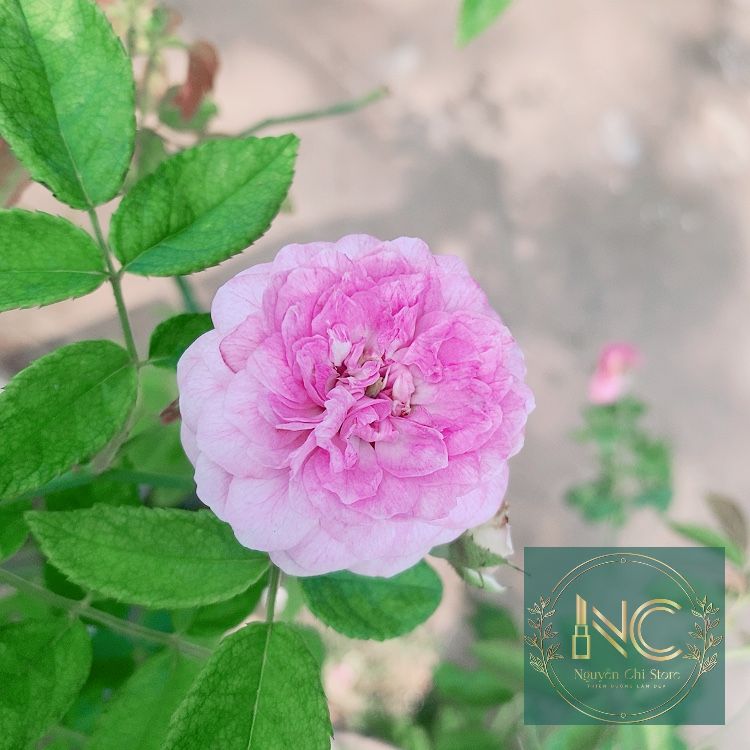 CỌ NHUỘM TÓC 2 ĐẦU XÁM