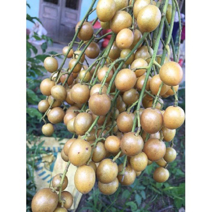 Cây giống quất hồng bì siêu ngọt siêu quả siêu kinh tế-cam kết giống chuẩn f1