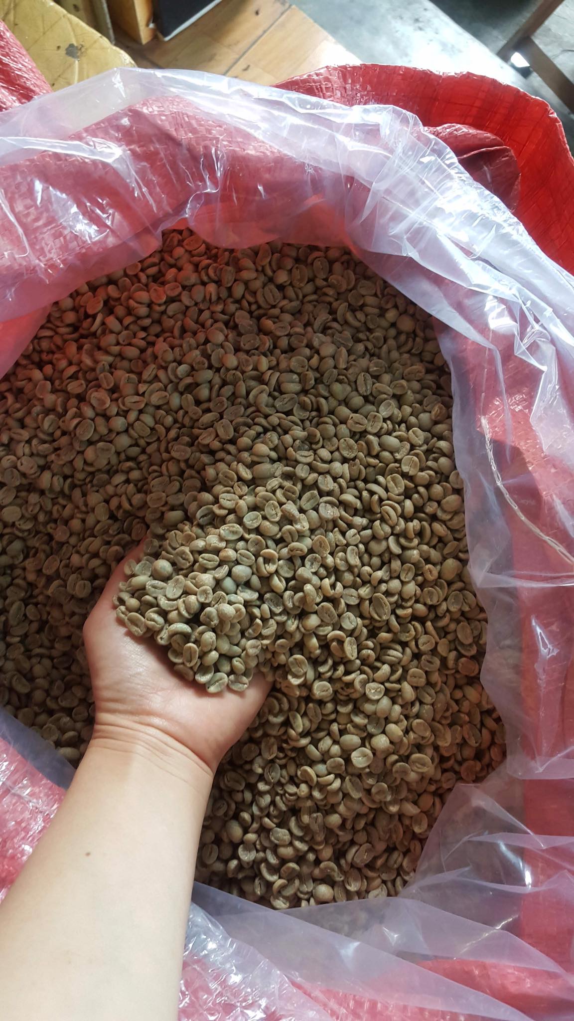 Cà phê hạt Moka Cầu đất nhân sống chưa rang - 500g