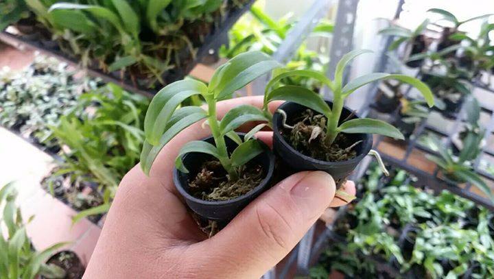 [Rẻ vô địch] Phi điệp 5ct mắt biếc hàng giống