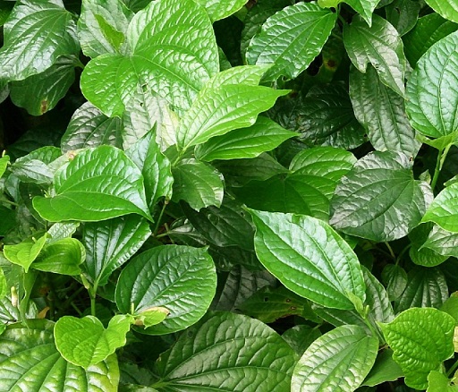 Hạt giống cây lá lốt -  10 hạt