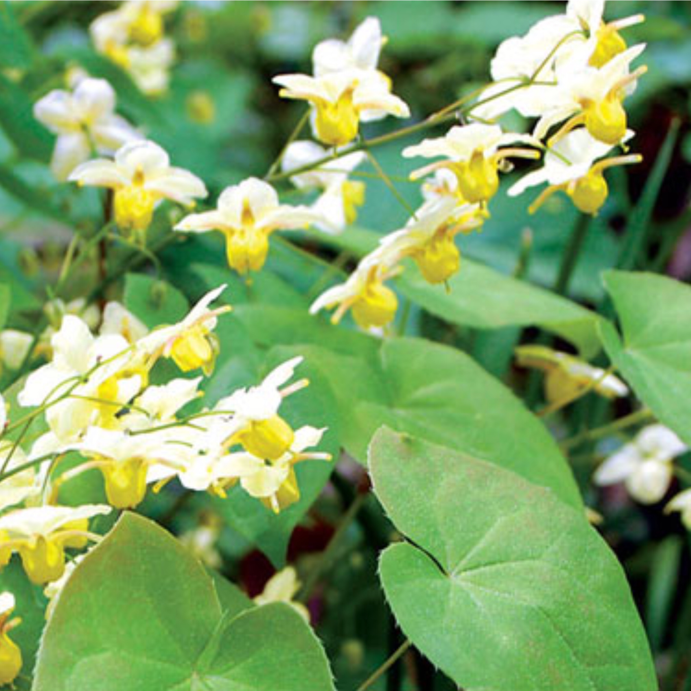 Lá Dâm Dương Hoắc ( 500g ) - Bổ Thận , Tăng sinh lý