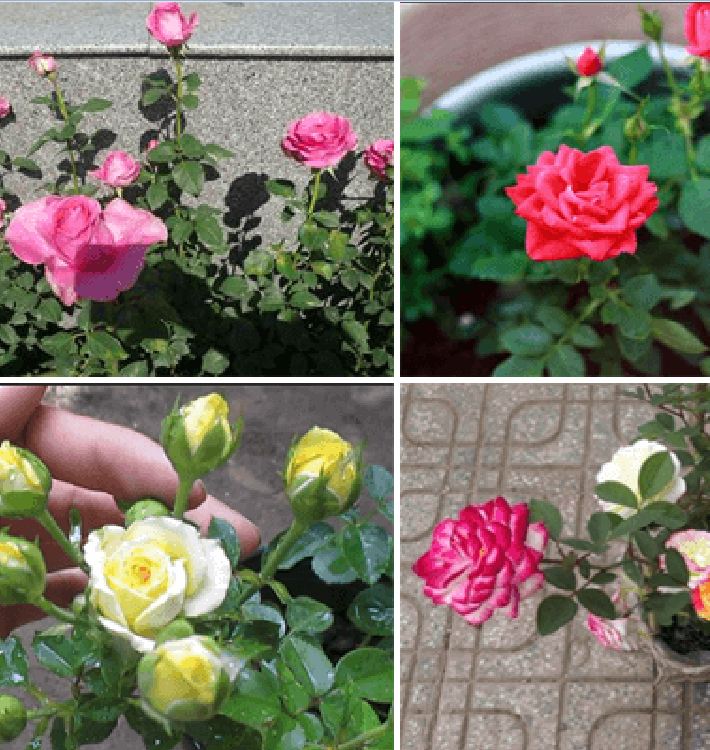 Hạt giống hoa hồng tỉ muội mix - 20 hạt