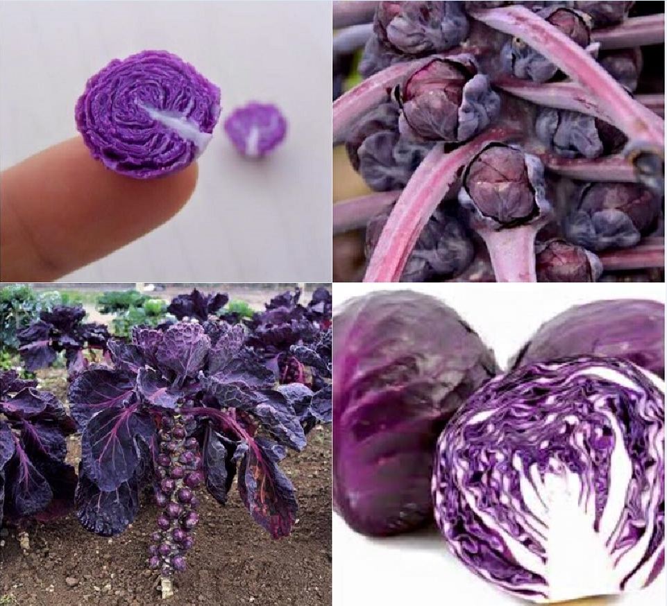 " Gói 50 "Hạt giống bắp cải tím mini ( bắp cải tí hon tím ) [Seeds]