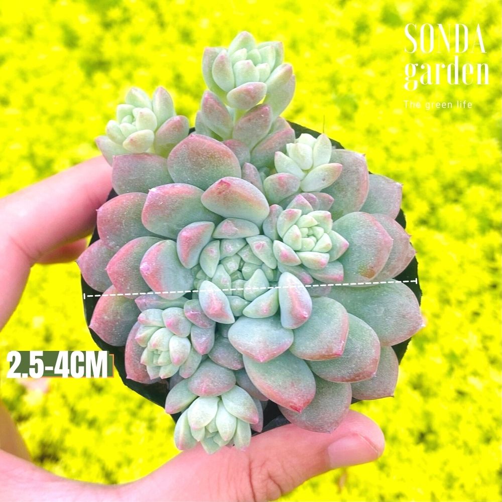 SEN ĐÁ DÙ HỒNG SIZE BÉ SIÊU KHỎE ĐẸP LỖI 1 ĐỔI 1