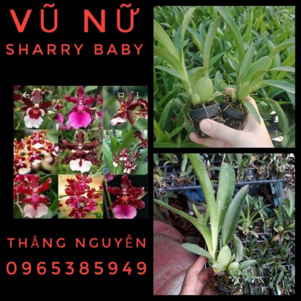 vũ nữ sharry baby hoa thơm