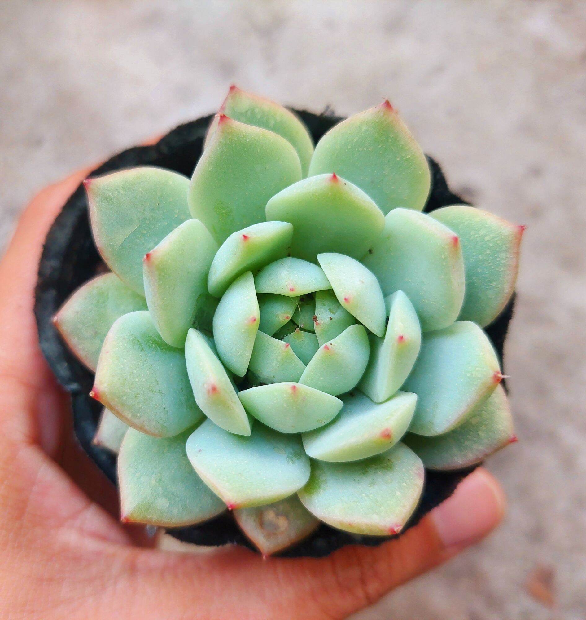 Sen đá KIM HỒNG size bầu
